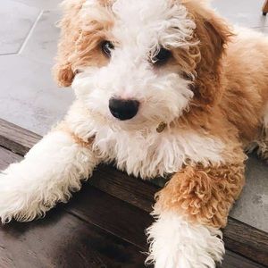 Meet your Posher, Caroline